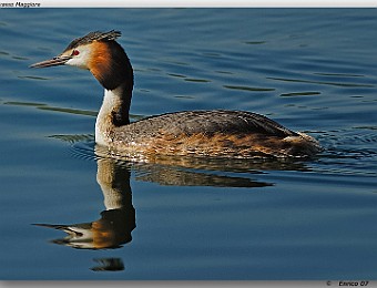 Animali 056